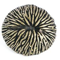 Emenee OR425-ABR Premier Collection Mushroom Coral1-1/2 inch in Antique Matte Brass Sea Life Series